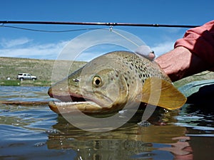 Stillwater Brown Trout