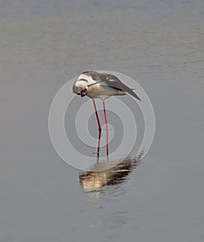 Stilt clean oneself