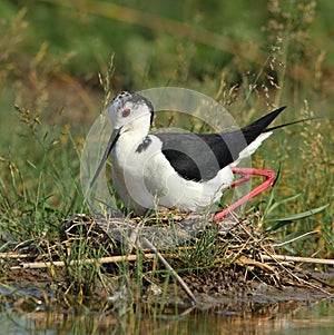 Stilt (Himantopus himantopus) brood