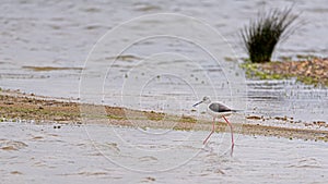 stilt or Himantopus walking through the water