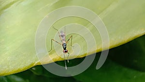 Stilt-legged flies jumping from leaf