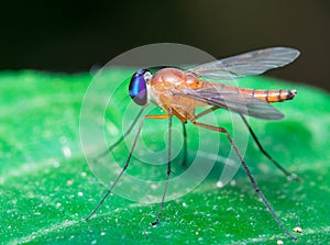 Stilt Legged Fly