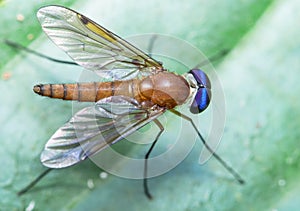 Stilt Legged Fly