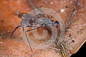 A stilt legged fly covered with dews/raindrops.