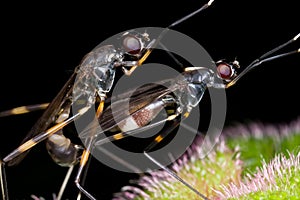 Stilt legged fly mating