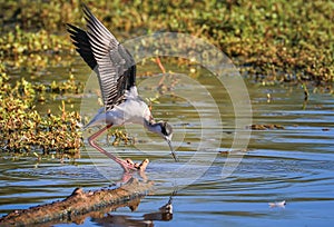 Stilt looking at its reflection on the water