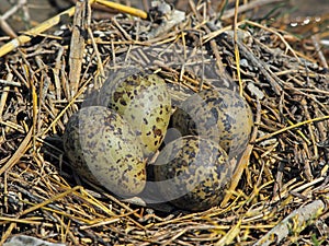 Stilt nest with eggs