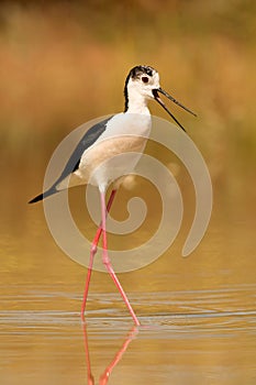 Stilt in a pond looking for food