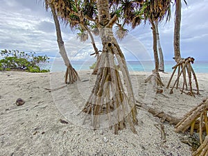 Stilt Root Trees on Fuvahmulah Beach