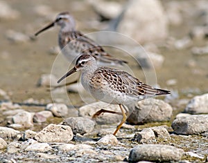 Stilt Sandpiper