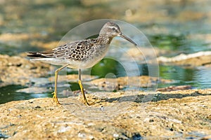 Stilt Sandpiper - Calidris himantopus