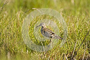 Stilt Sandpiper hunting