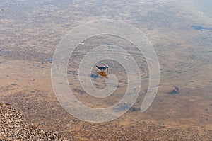 Stilt sandpiper looking for pray in the Billy Frank Jr. Nisqually National Wildlife Refuge, WA, USA