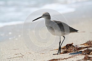 Stilt Sandpiper walking photo