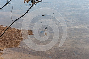 Stilt sandpiper walking in Nisqually river in the Billy Frank Jr. Nisqually National Wildlife Refuge, WA, USA