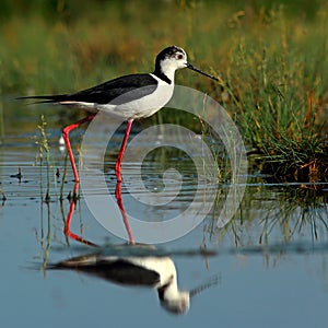 Stilt shoot