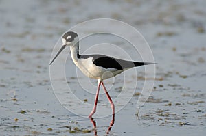 Stilt in a swamp