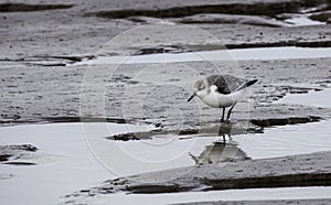 stilt walker or calidris alba bird