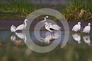 Stilts and Little and Intermediate egrets fishing in a pond