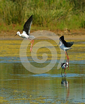 Stilts playing