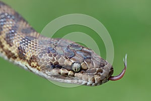 Stimsons Python