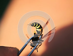 sting dangerous wasp trapped in a metal crimper bit