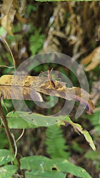 sting grasshopper, an insect that is the mortal enemy of farmers photo