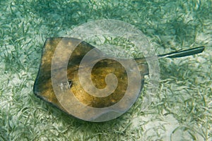 Sting ray