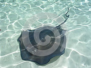 Sting Ray Bahamas