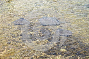 Sting Ray Beach Cozumel, Mexico