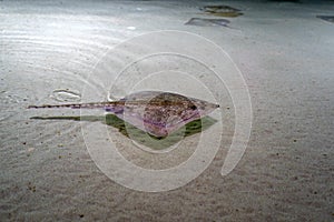 Sting ray fish on sea surface