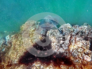 Sting ray in the Galapagos Islands