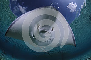 Sting Ray Gliding Over Sandy Bottom of Bahamas