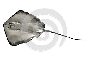 Sting Ray isolated