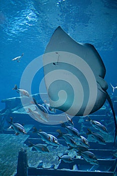 Sting Ray - The Marine Life Park, Sentosa, Singapore