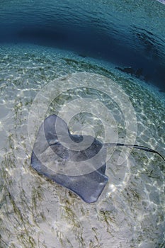 Sting Ray on Sandy Bottom of Bahamas