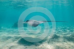 sting ray in the shallow water