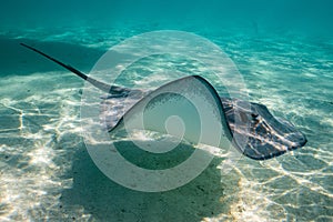 sting ray in the shallow water of Moorea lagoon