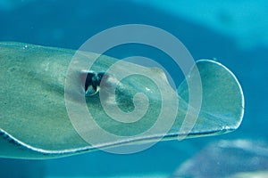 Sting ray swimming