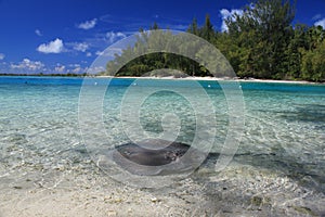 A Sting Ray swimming by