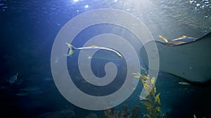 Sting ray swimming in aquarium