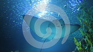 Sting ray swimming in aquarium