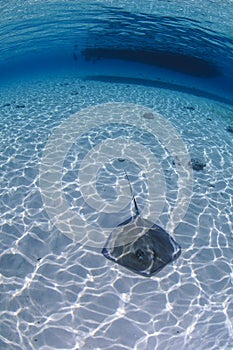 Sting Ray Swimming on Sandy Bottom of Bahamas