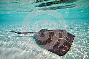 Sting ray