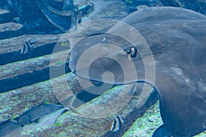 Sting ray swimming underwater. The short-tail stingray or smooth stingray Bathytoshia brevicaudata is a common species of sting-