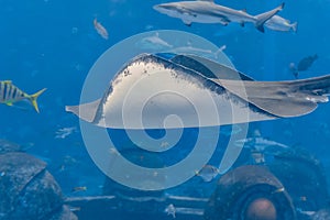 Sting ray swimming underwater. The short-tail stingray or smooth stingray Bathytoshia brevicaudata is a common species of sting-