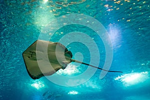 Sting Ray underwater