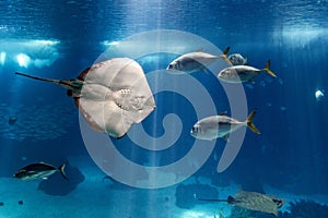 Sting ray underwater close up portrait