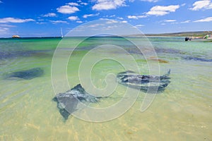 Sting rays in Hamelin Bay