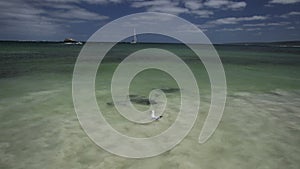 Sting rays in Hamelin Bay